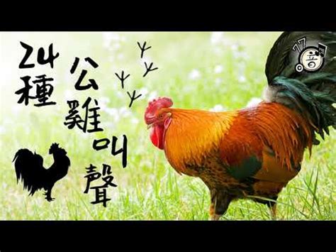 公雞鳴叫